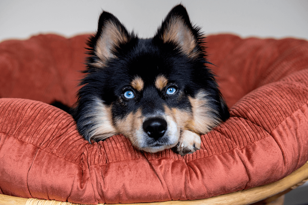 alimentation pomsky