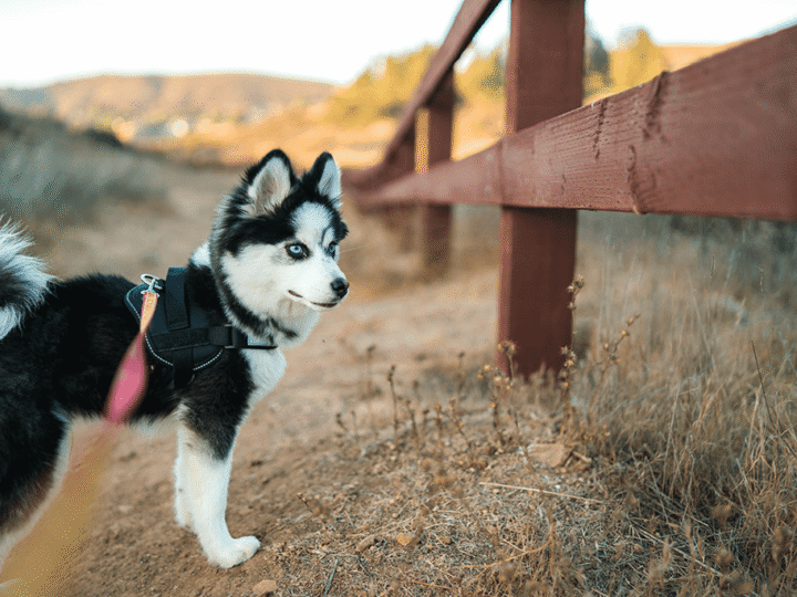 un chien pomsky