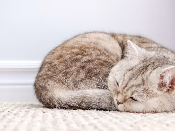 la position d'un chat qui souffre