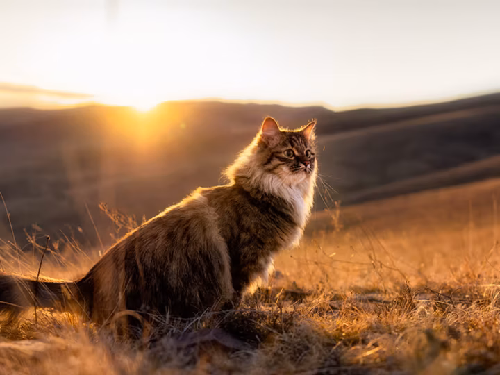 les prédateurs des chats