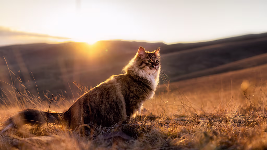 les prédateurs des chats