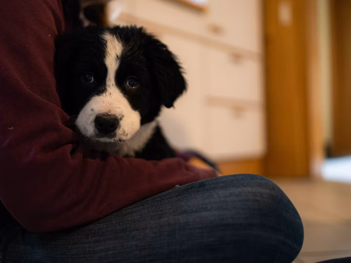 première nuit du chiot