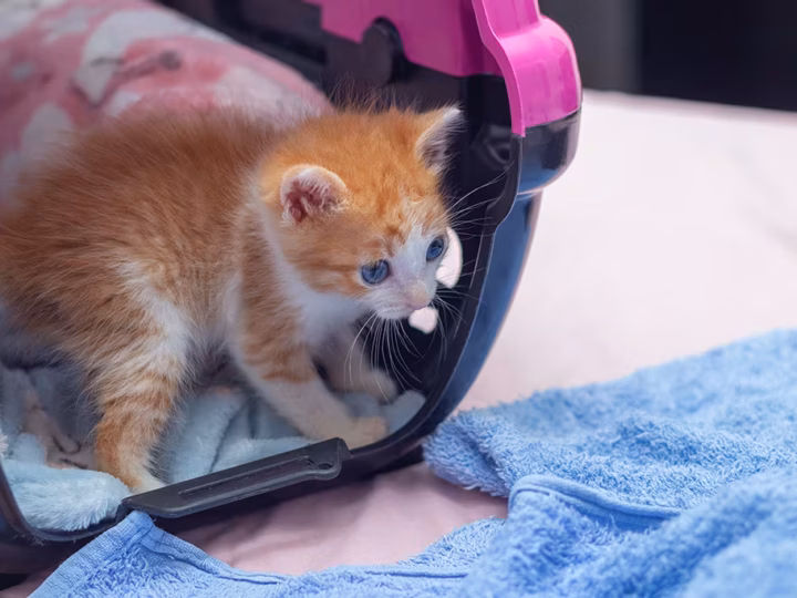 la première visite vétérinaire d'un chaton