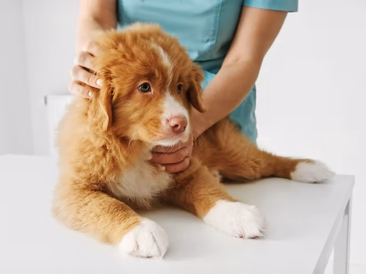 la première visite vétérinaire du chiot