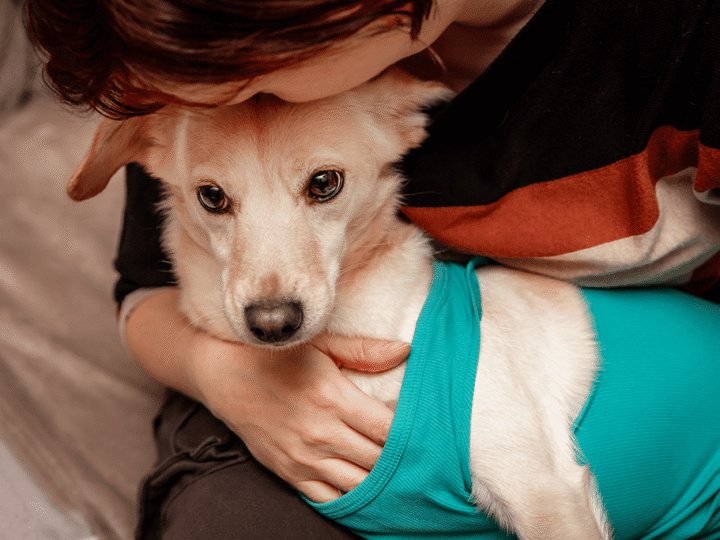 prendre soin de son chien après une opération