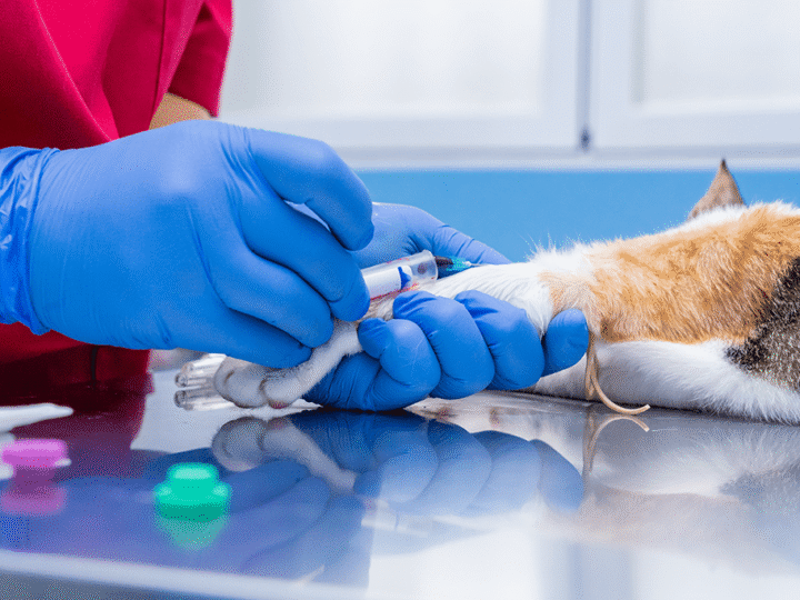 la prise de sang chez un chat