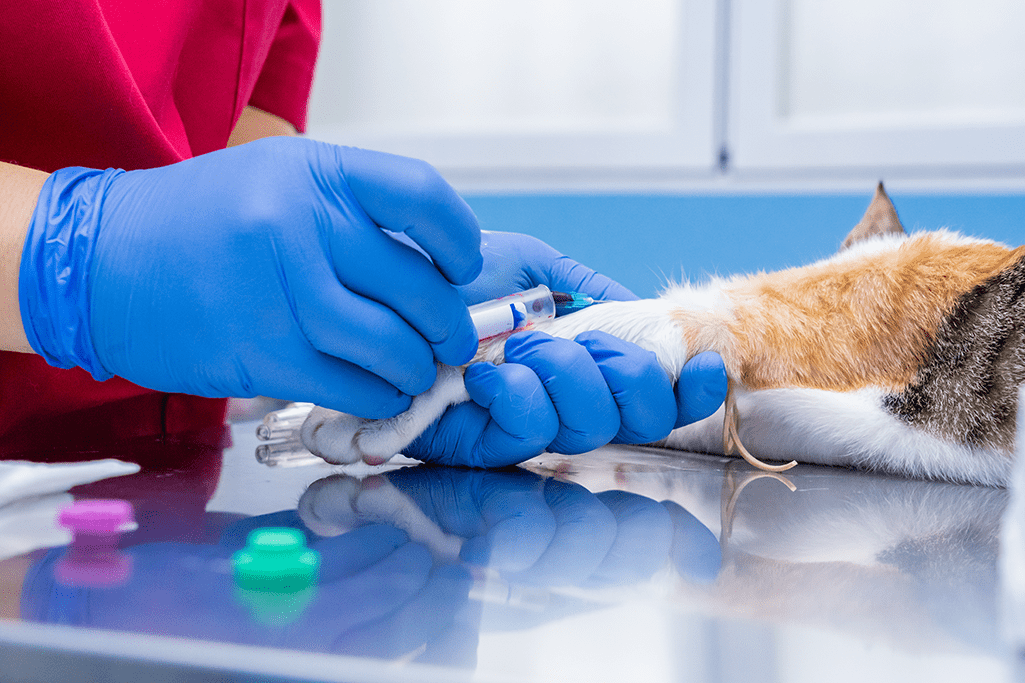 10 Choses Savoir Sur Les Chats Noirs Assur O Poil