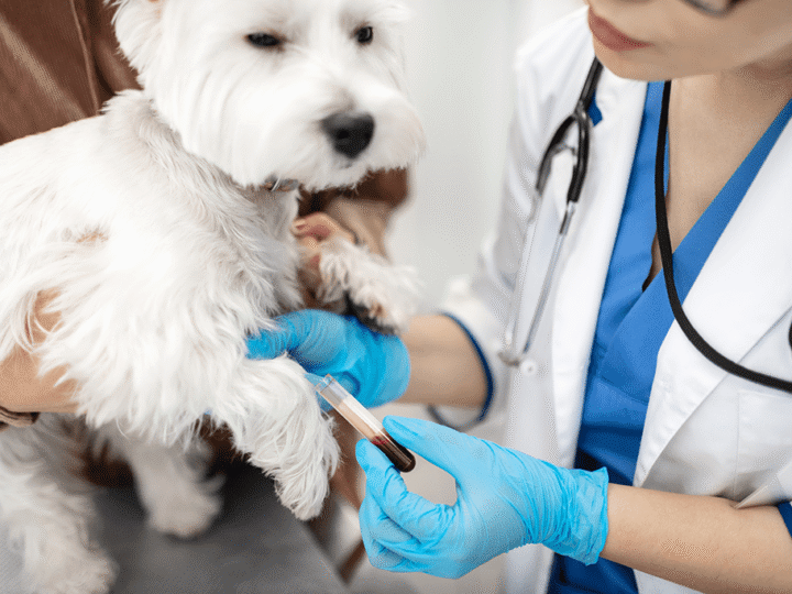 une prise de sang chez le chien