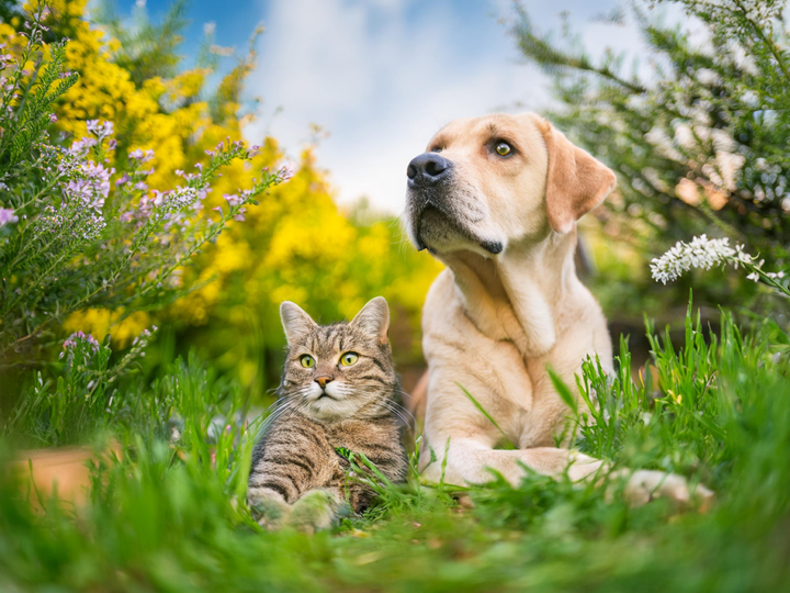 protéger un animal des fortes chaleurs
