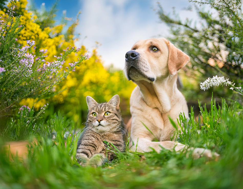 protéger un animal des fortes chaleurs