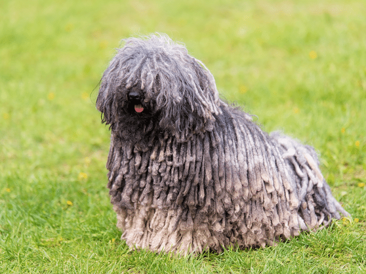 un chien puli