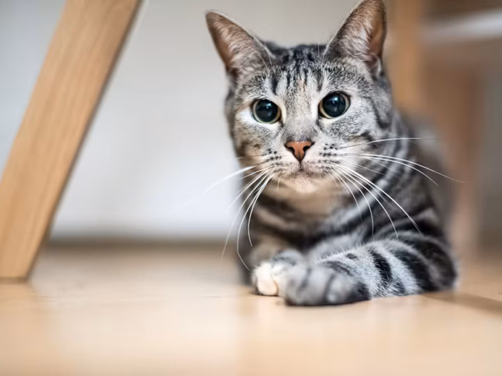 les pupilles d'un chat