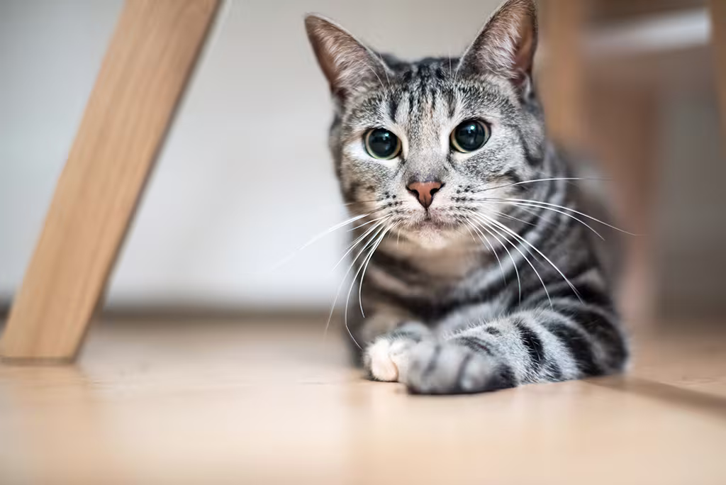 les pupilles d'un chat