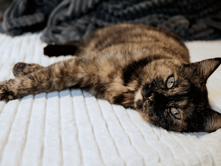 le pyomètre chez la chatte