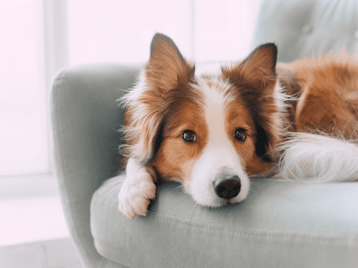 un pyomètre chez la chienne