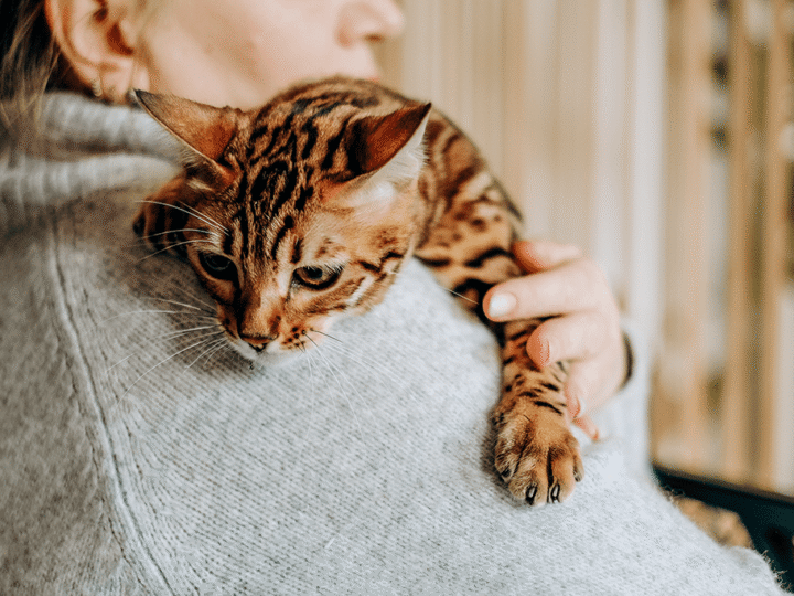 les questions à poser à un éleveur pour un chat de race