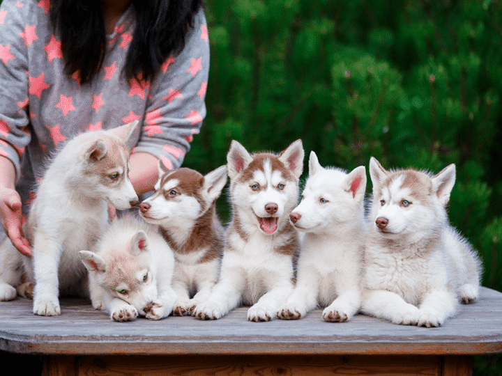 les questions à poser à un éleveur canin pour l'adoption d'un chiot