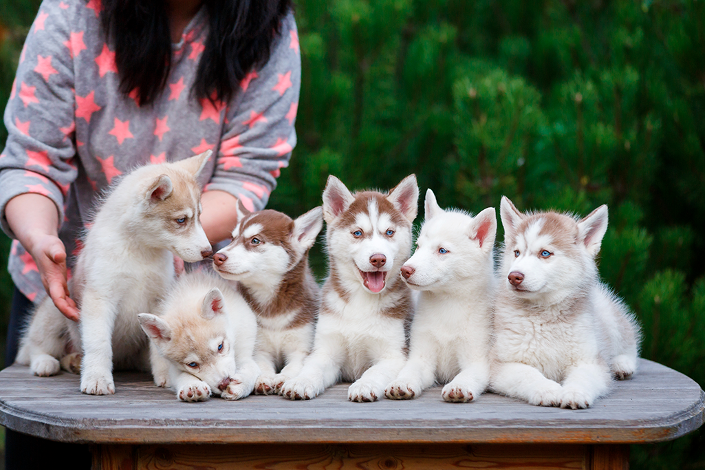 les questions à poser à un éleveur canin pour l'adoption d'un chiot