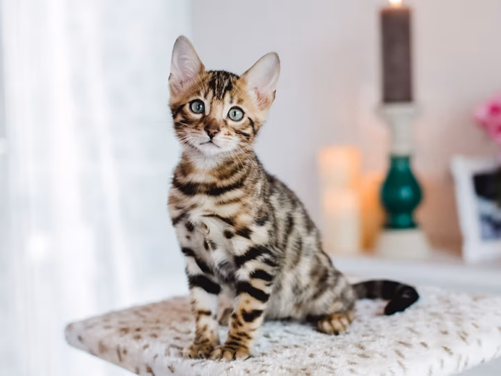 les races de chats les plus chères au monde