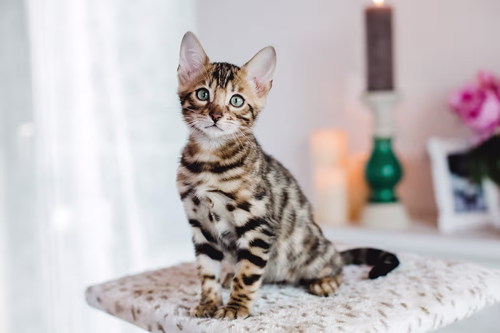 les races de chats les plus chères au monde