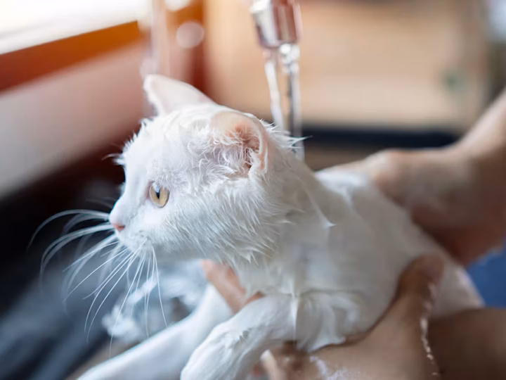 les races de chats qui aiment l'eau