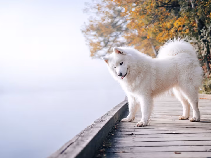 les races de chiens nordiques