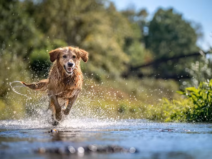 les races de chiens qui aiment l'eau