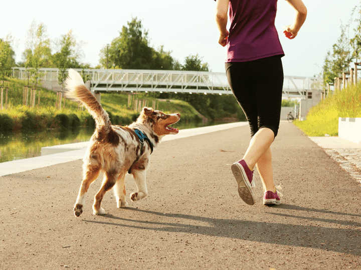 race de chien sportif