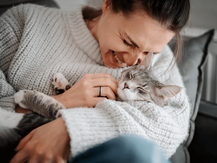 les races de chats affectueuses