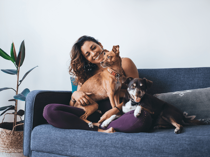 les races de chiens calmes en appartement