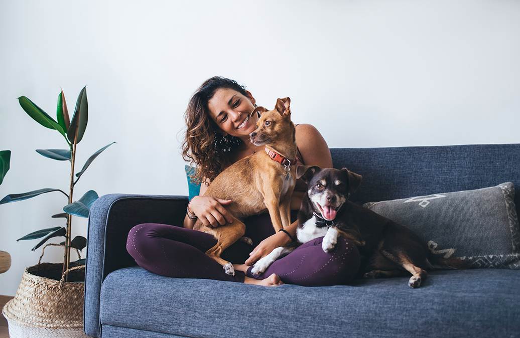 les races de chiens calmes en appartement