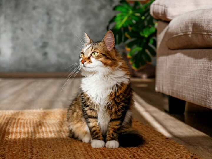 un chat ragamuffin