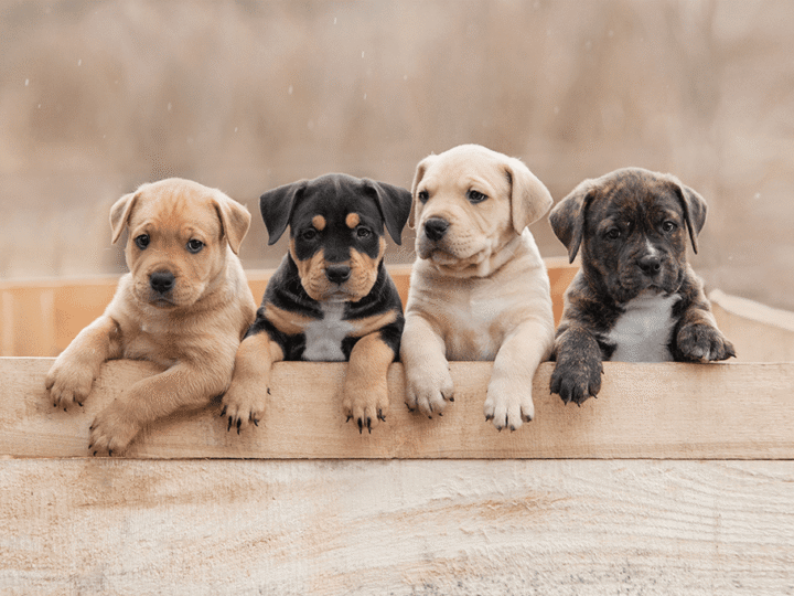 savoir le sexe d'un chiot