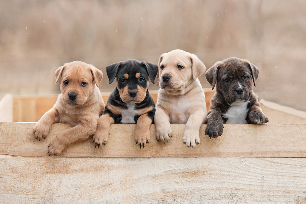 savoir le sexe d'un chiot