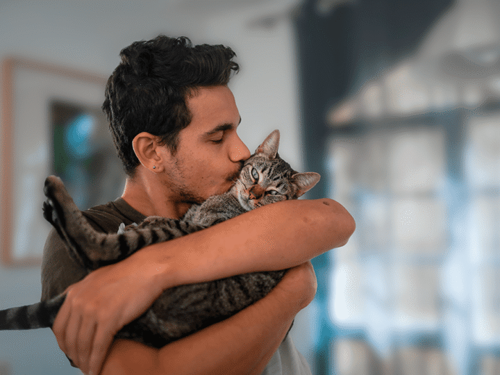 renforcer le système immunitaire du chat