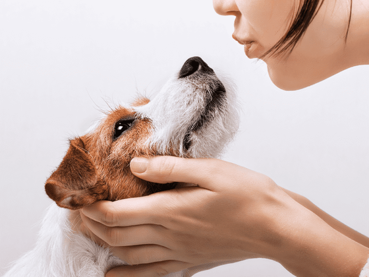 renforcer le système immunitaire du chien