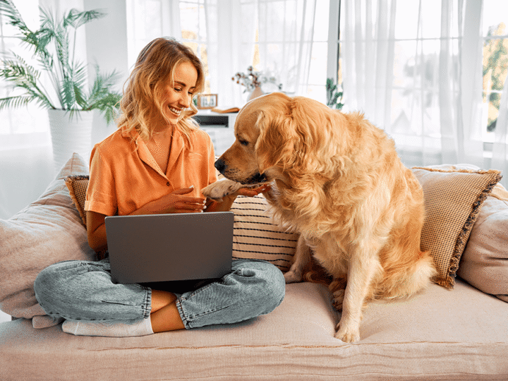 la responsabilité civile pour un chien