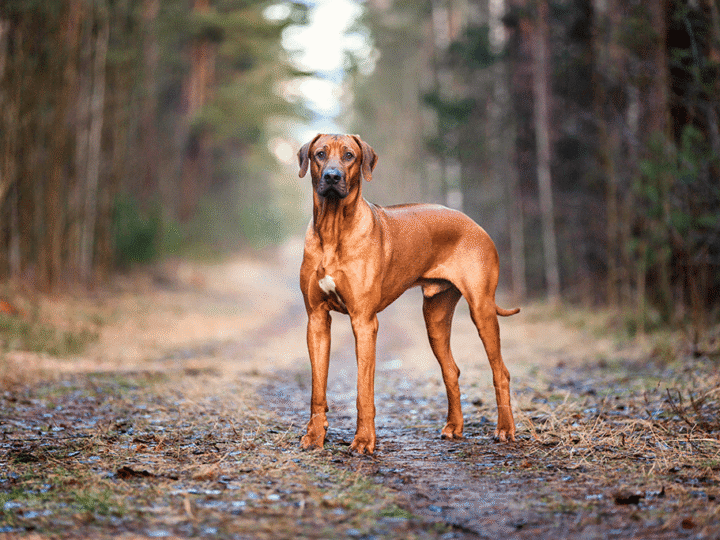 un chien rhodesian ridgeback