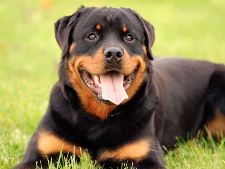 un chien rottweiler