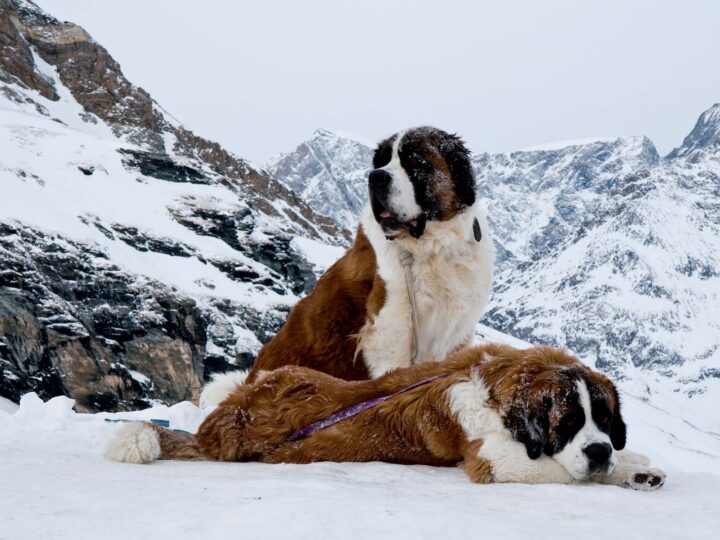 un chien saint-bernard