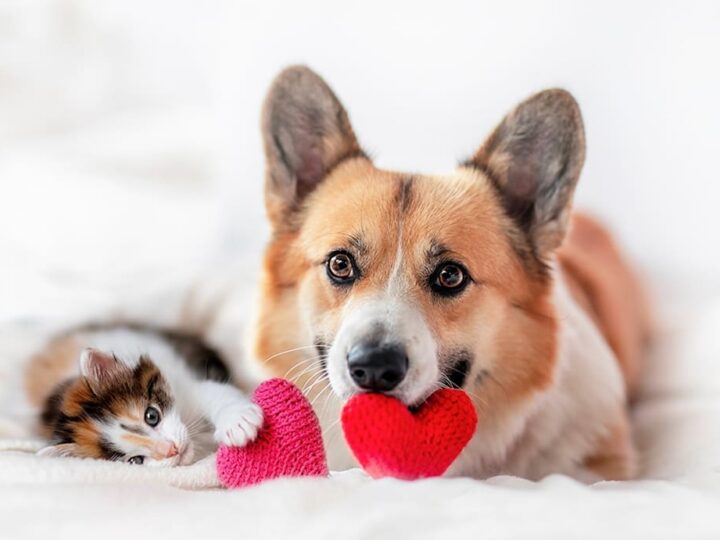 fêter la saint valentin avec son animal