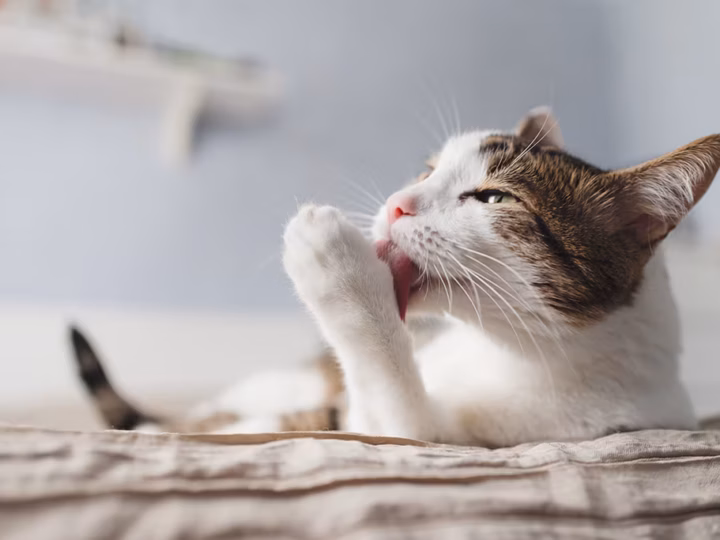 la salive du chat est-elle dangereuse pour l'humain
