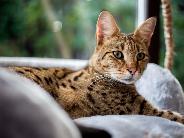 un chat savannah