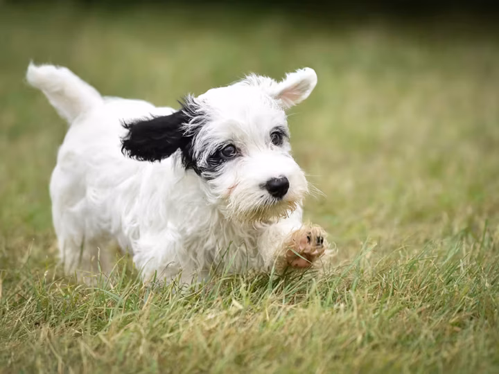 savoir quand un chiot est sevré