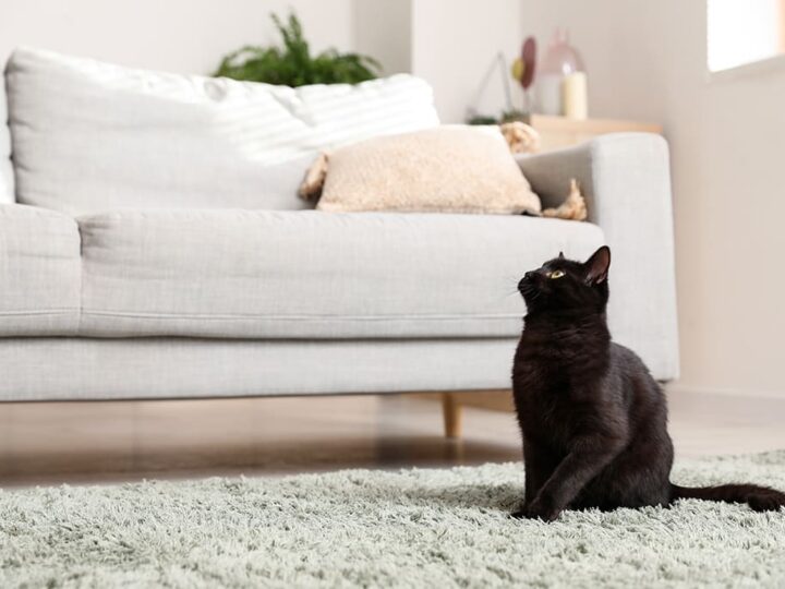 savoir la race de son chat