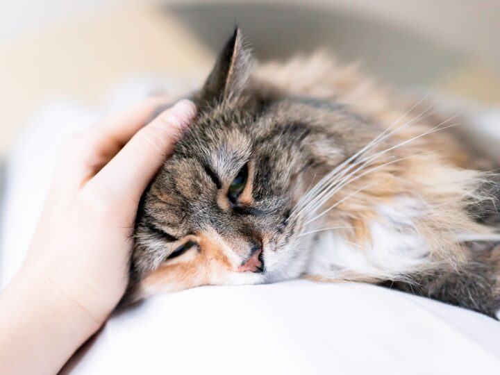 savoir si mon chat est malade