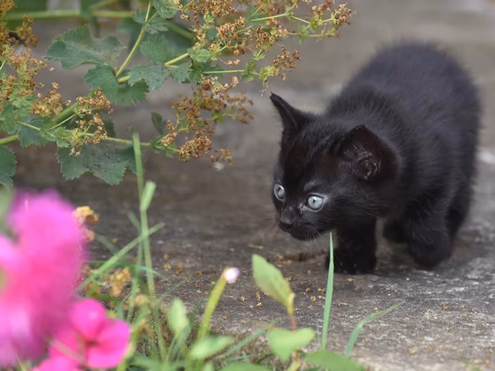 savoir si un chaton est sevré