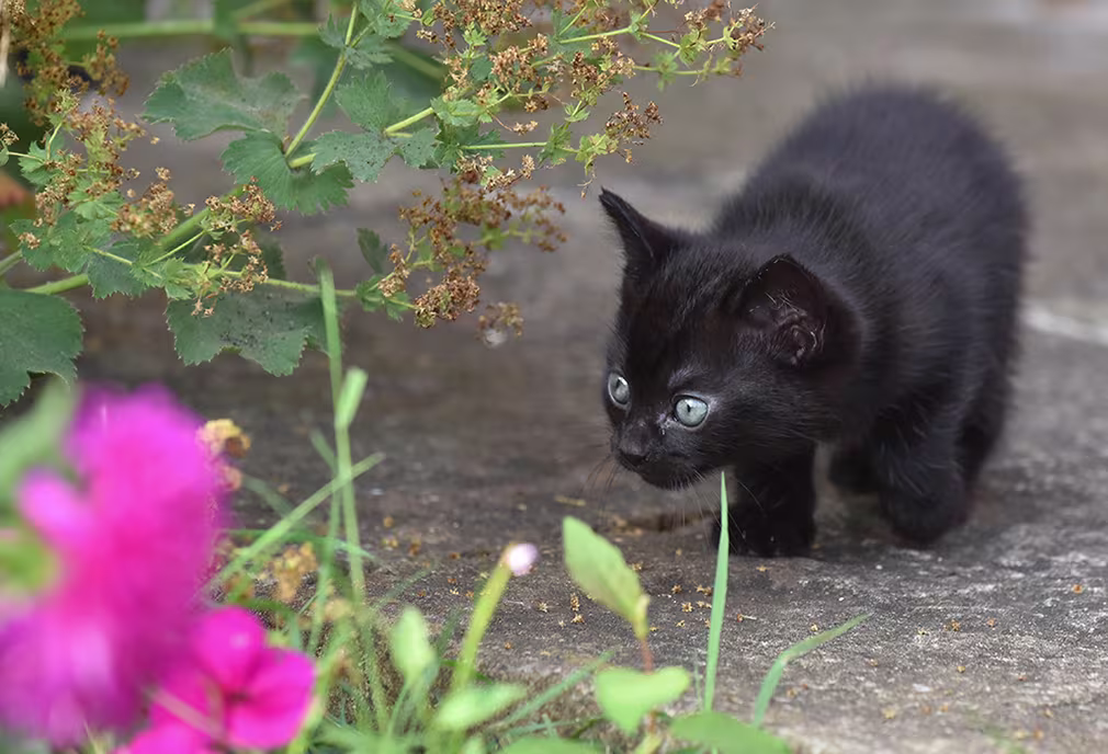 savoir si un chaton est sevré
