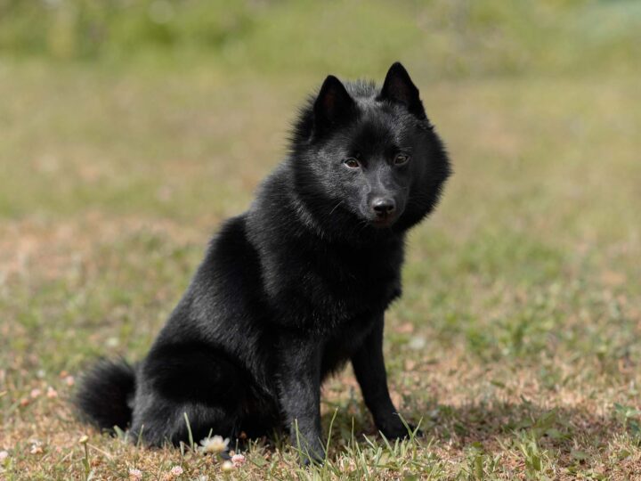 un schipperke