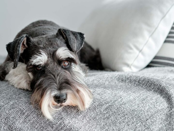 un schnauzer nain